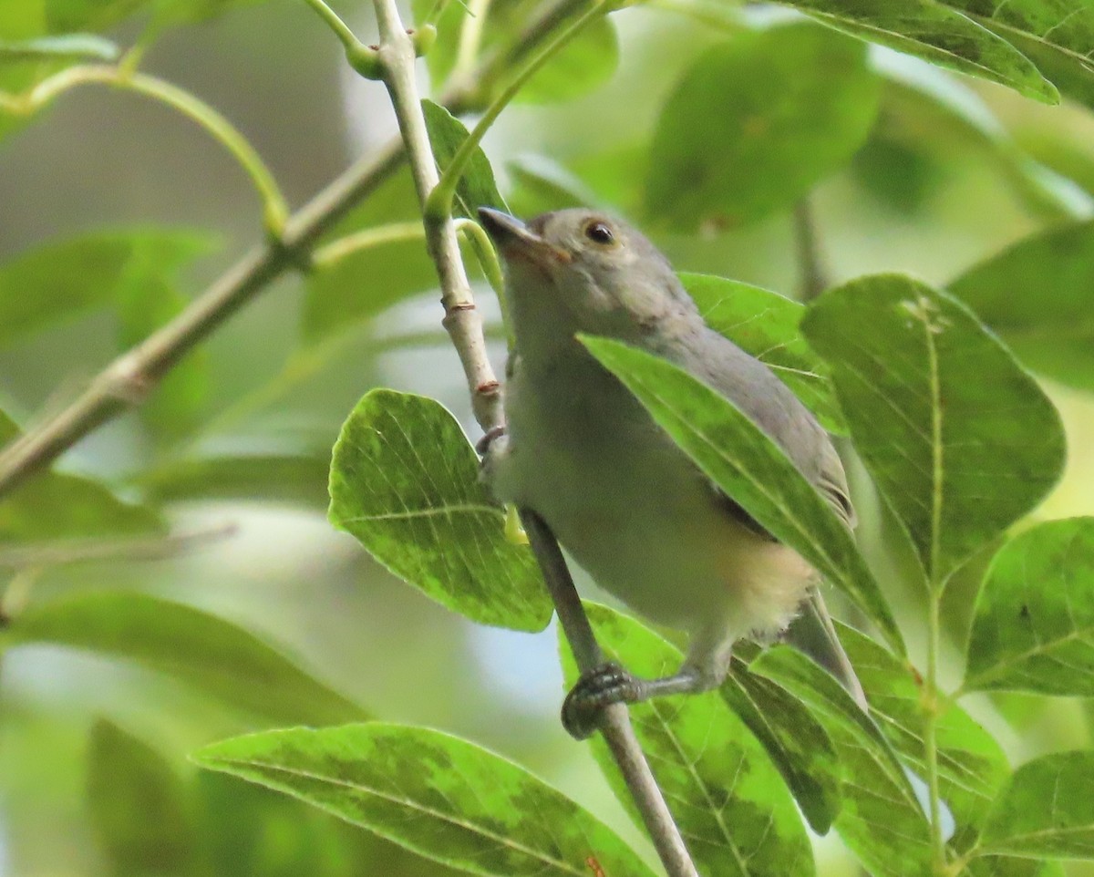 Tufted Titmouse - ML658522568