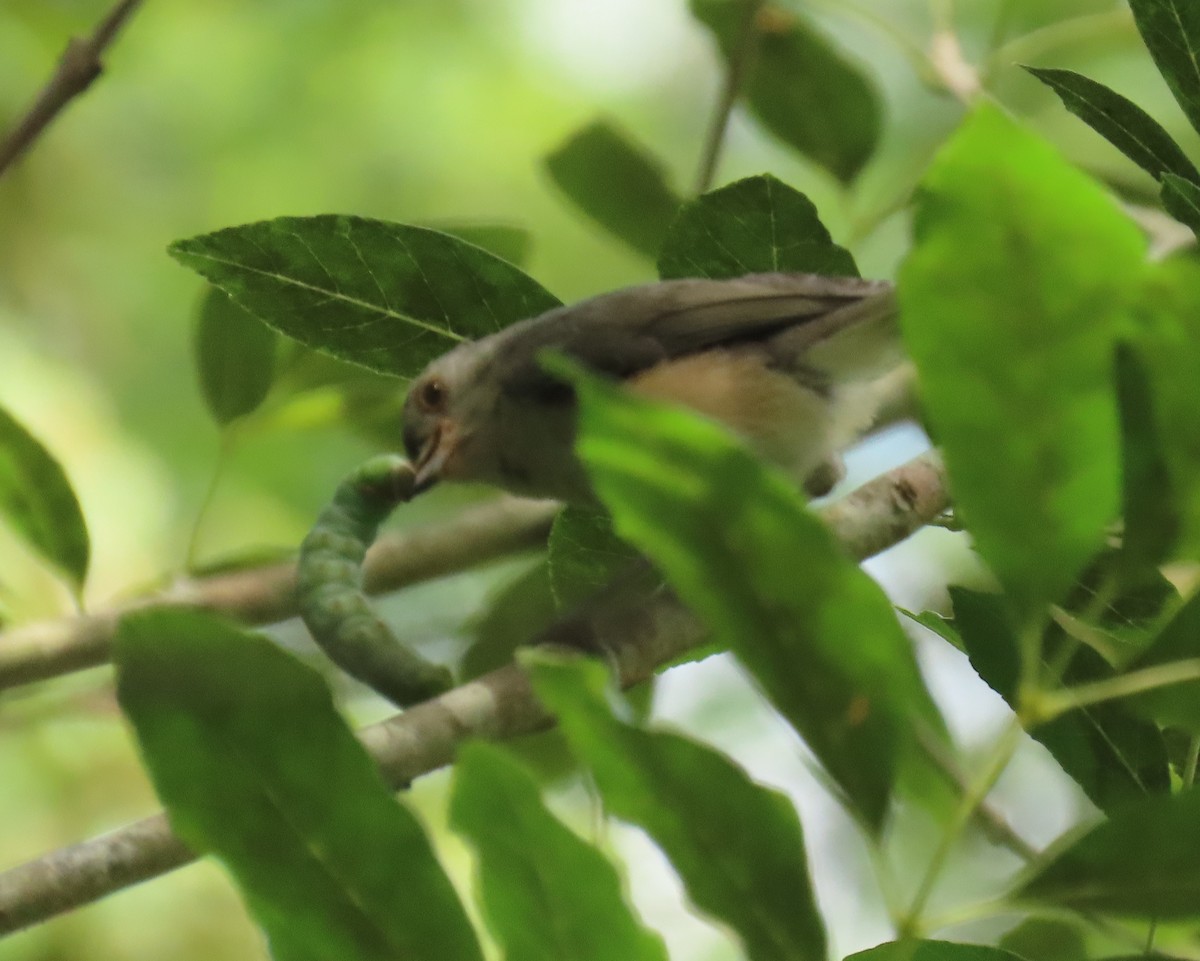 Tufted Titmouse - ML658522569