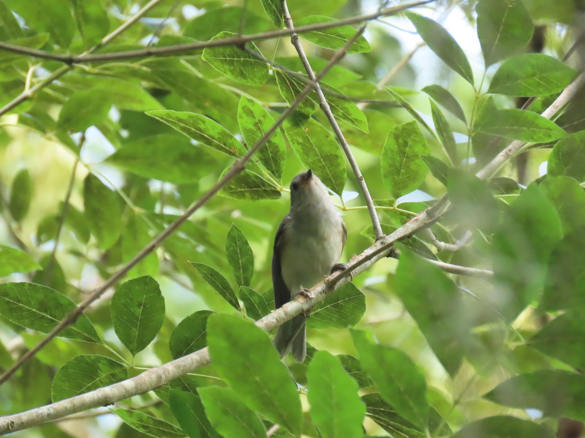 Tufted Titmouse - ML658522570