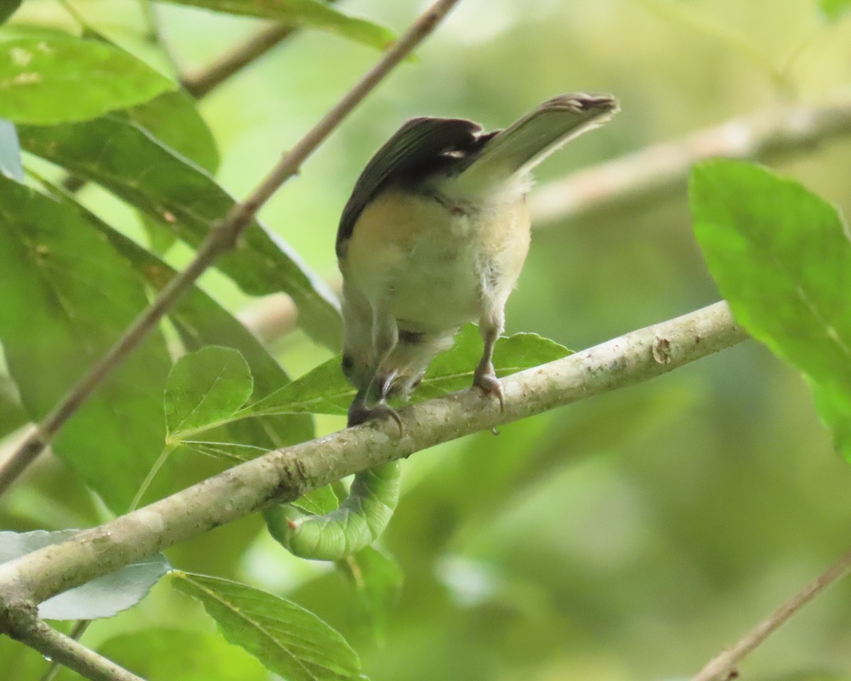 Tufted Titmouse - ML658522571