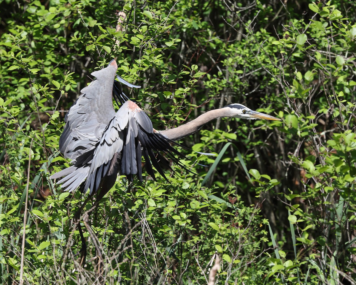 Great Blue Heron - ML658523025