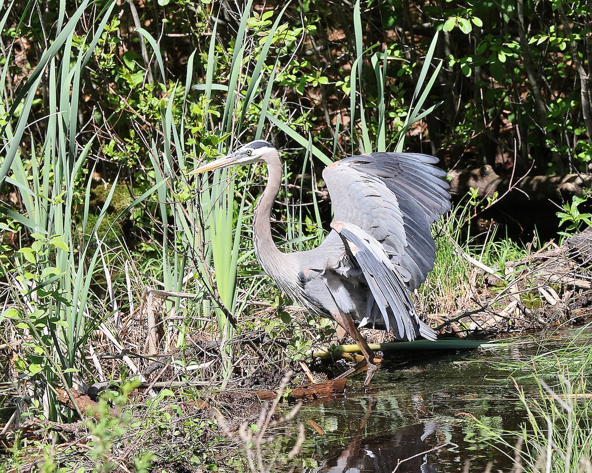 Great Blue Heron - ML658523032