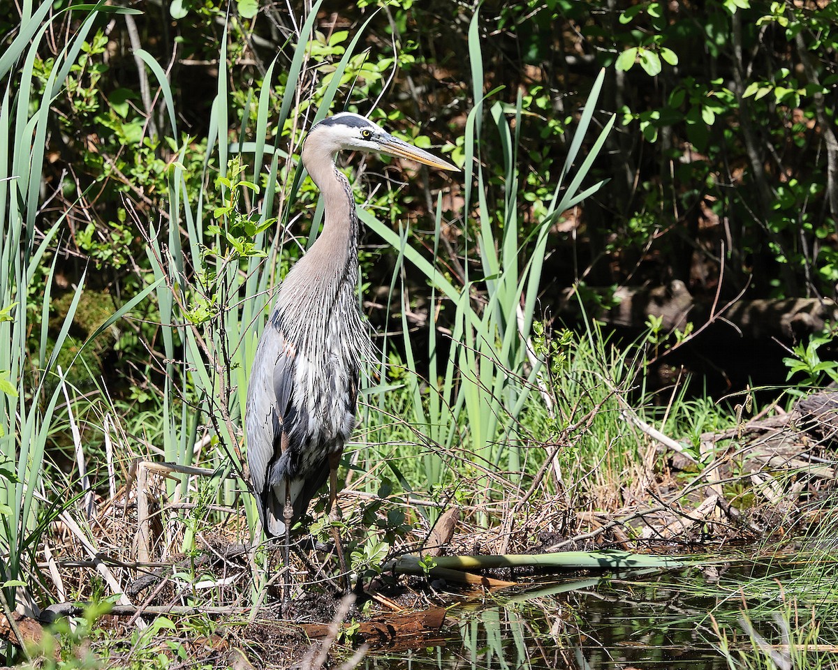 Great Blue Heron - ML658523035