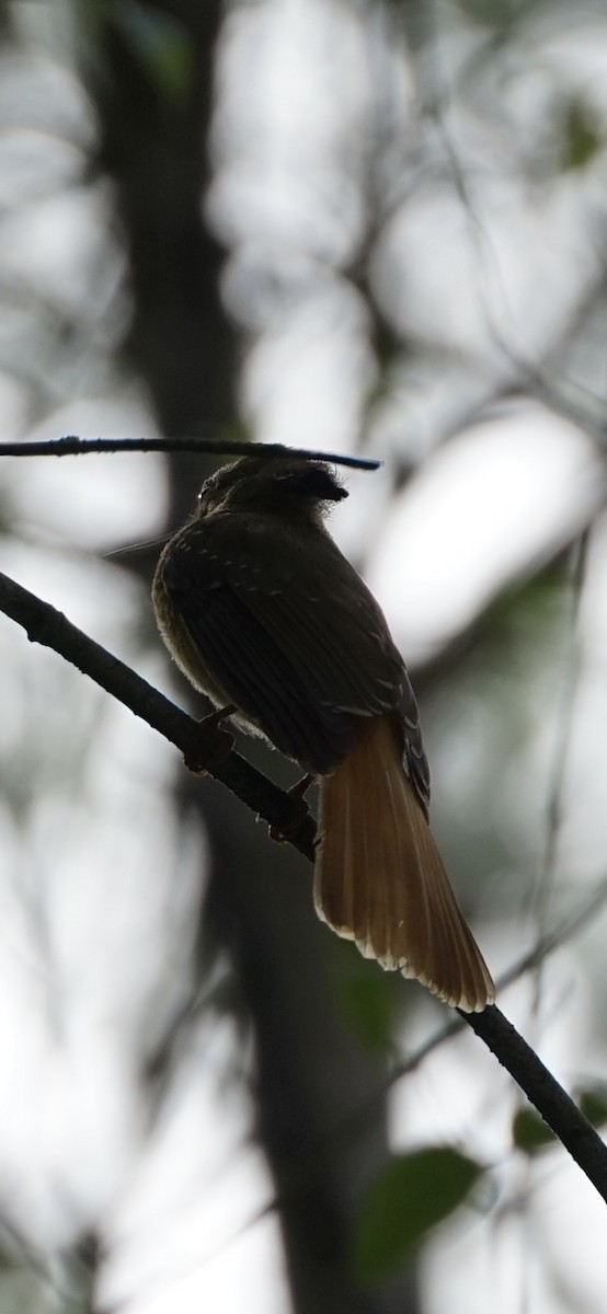 Tropical Royal Flycatcher (Northern) - ML658523288