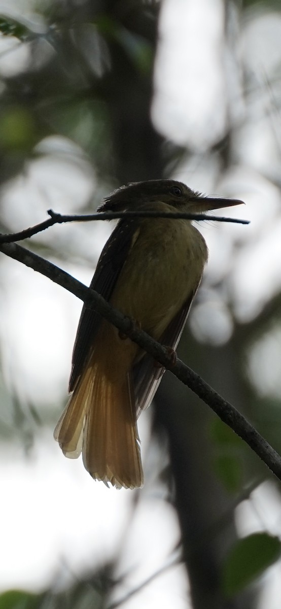 Tropical Royal Flycatcher (Northern) - ML658523289