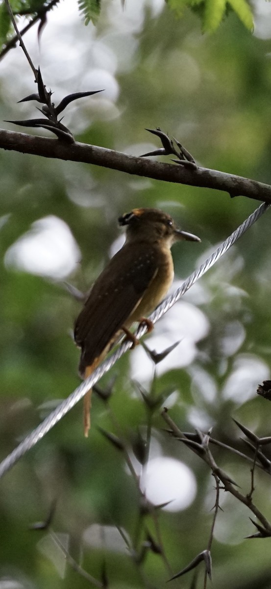 Tropical Royal Flycatcher (Northern) - ML658523290