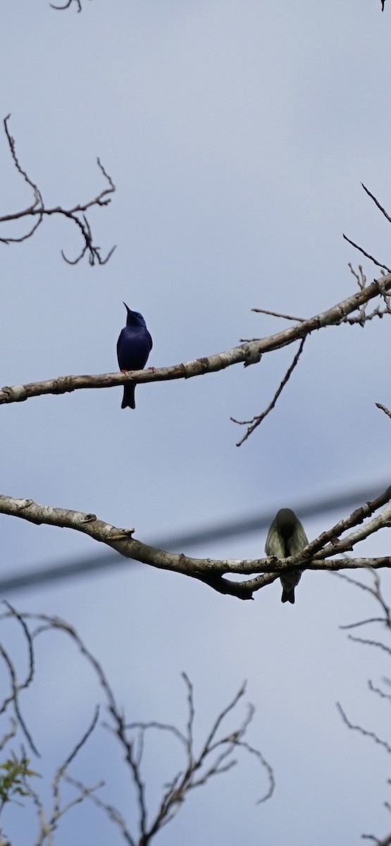 Red-legged Honeycreeper - ML658523328