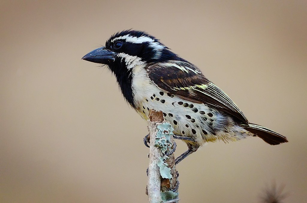 Spot-flanked Barbet - ML658524591