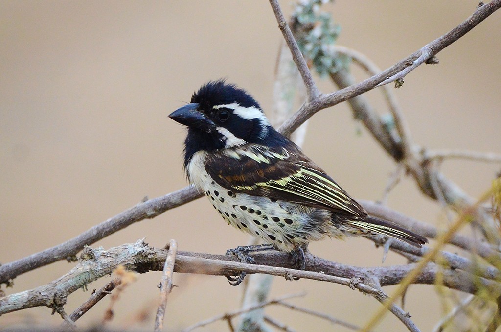 Spot-flanked Barbet - ML658524593