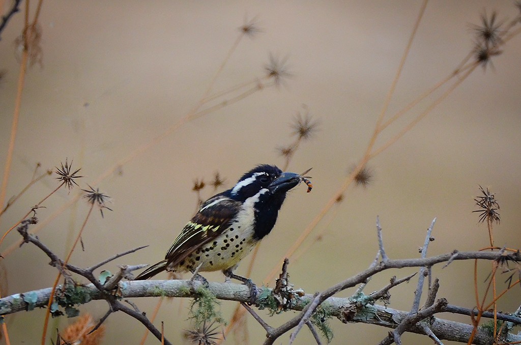 Spot-flanked Barbet - ML658524594