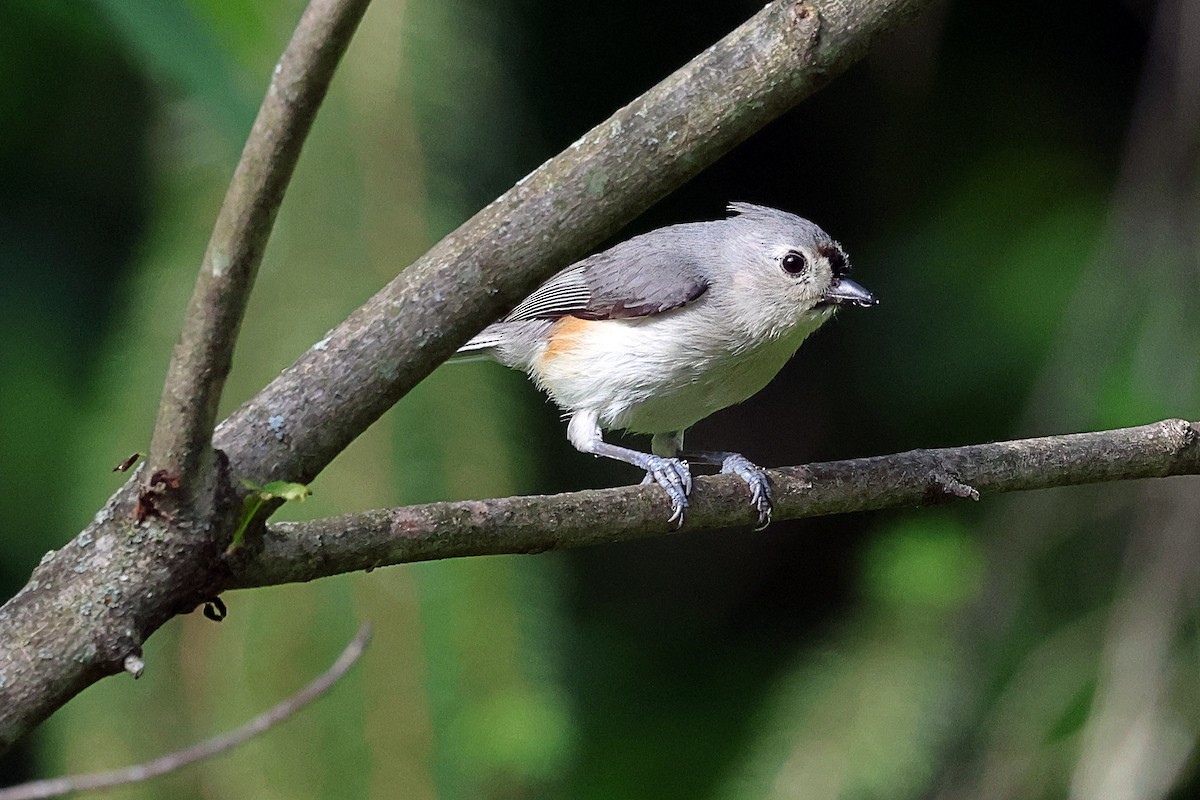 Herrerillo Bicolor - ML658526615
