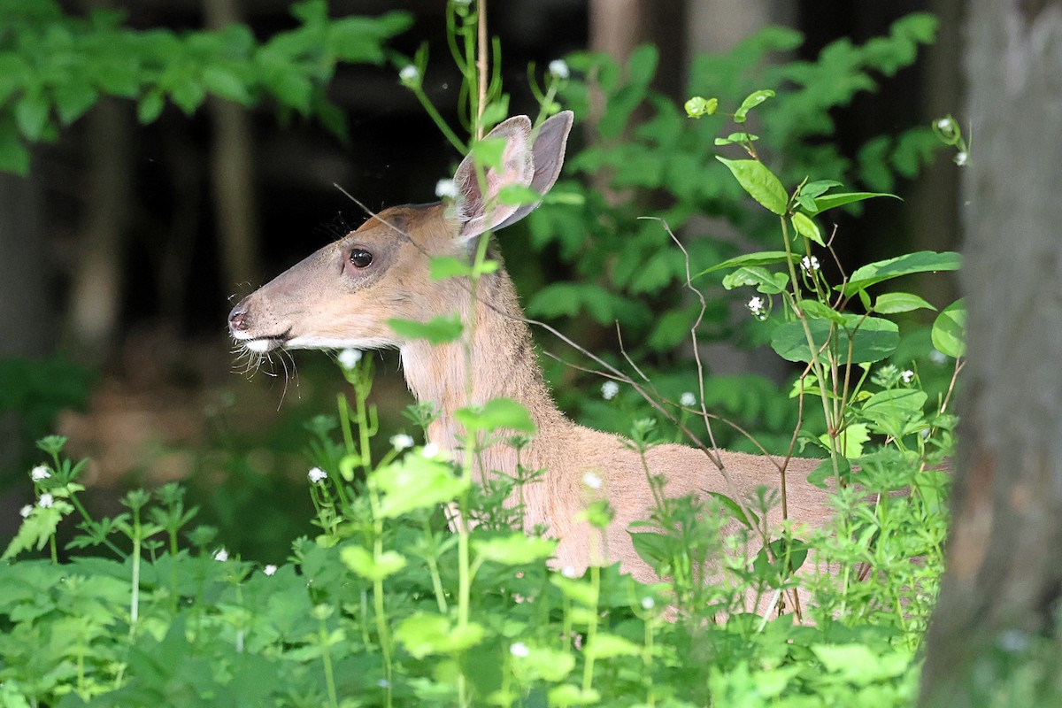 Animales - ML658526685