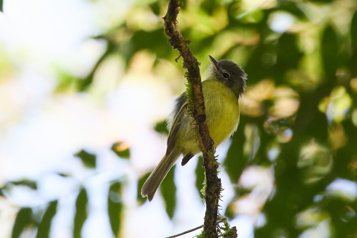 Yellow-olive Flatbill - ML658527301
