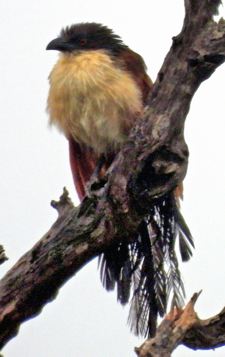 Burchell's Coucal - ML658528227