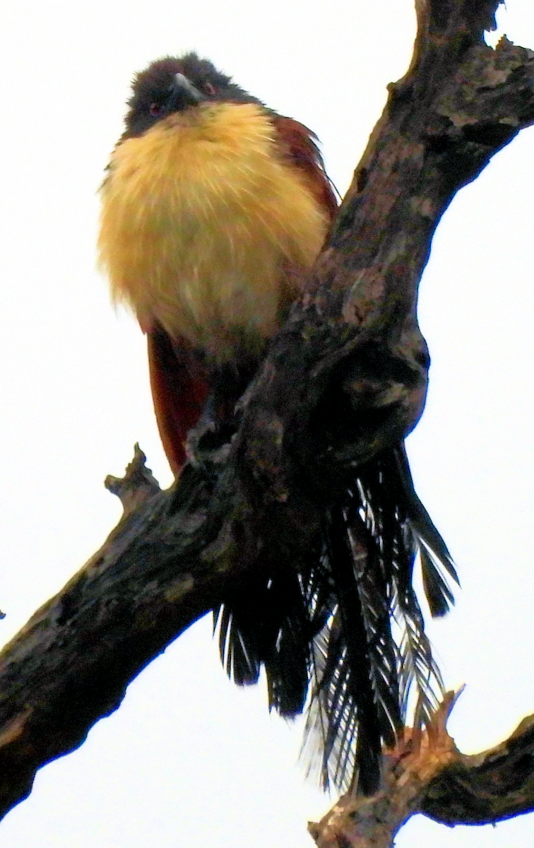 Burchell's Coucal - ML658528355