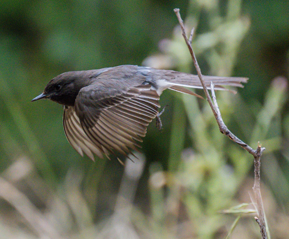 Black Phoebe - ML658528998