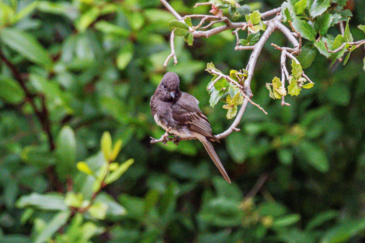 Black Phoebe - ML658529001