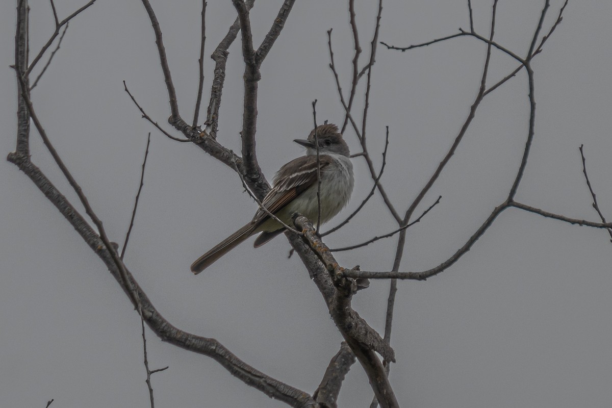 Ash-throated Flycatcher - ML658529091