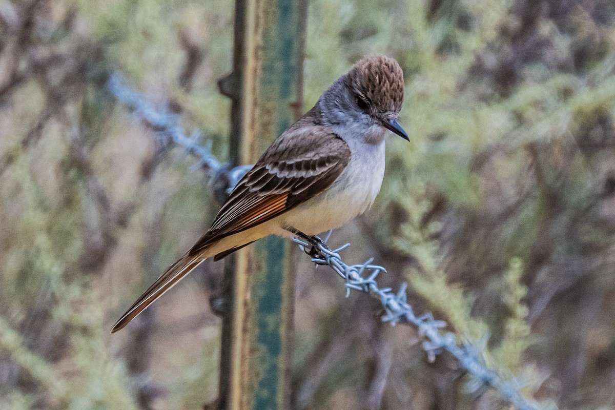 Ash-throated Flycatcher - ML658529099