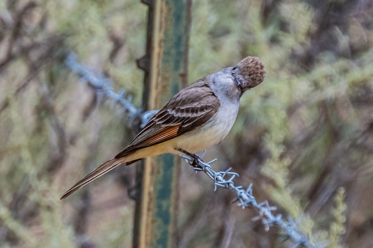 Ash-throated Flycatcher - ML658529100