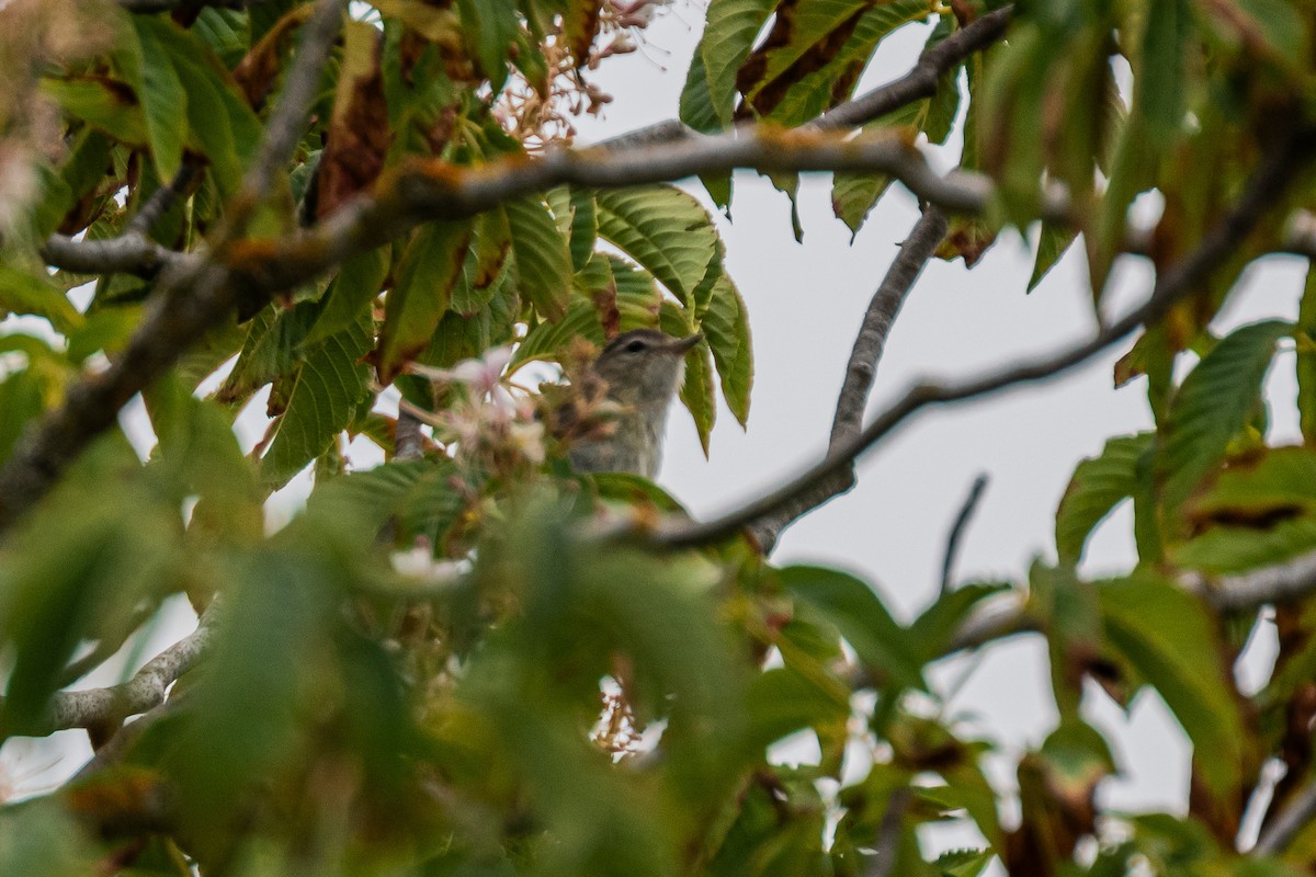 Western Warbling Vireo - ML658529218