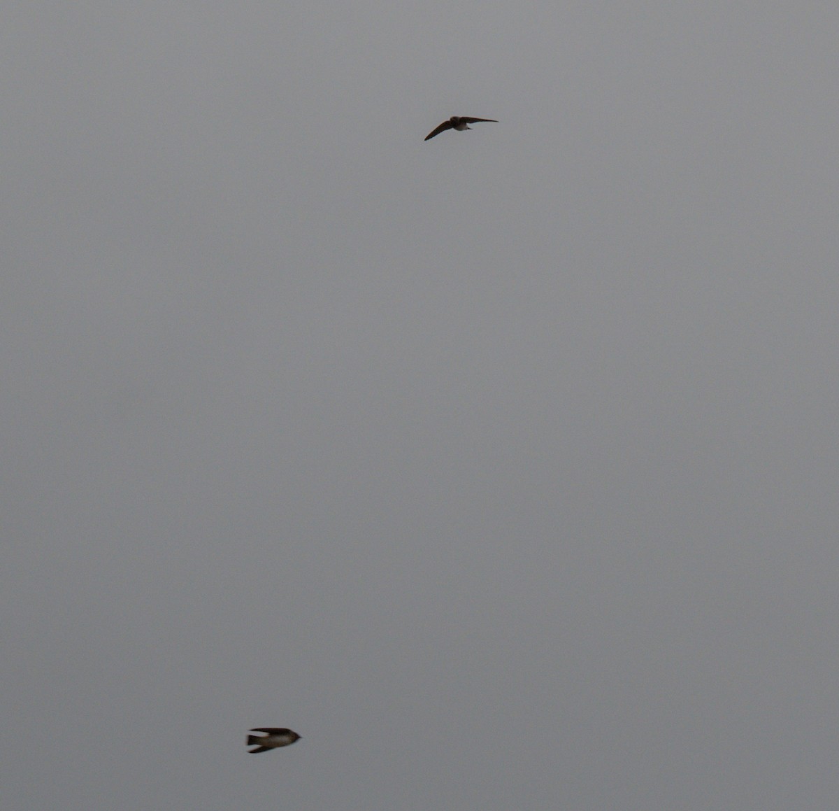 Cliff Swallow - ML658529295