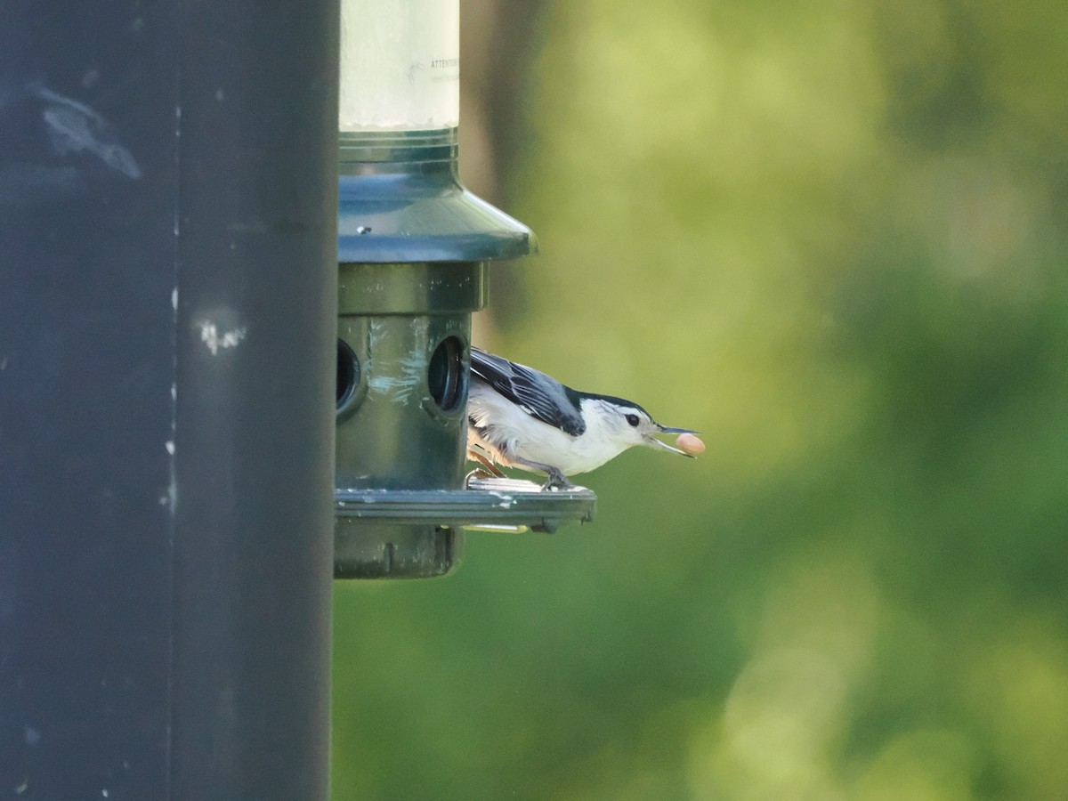 White-breasted Nuthatch - ML658529675