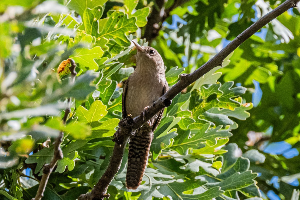 Northern House Wren - ML658529800
