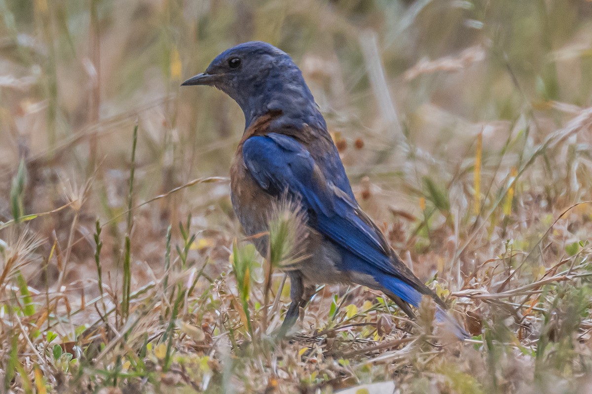 Western Bluebird - ML658529826
