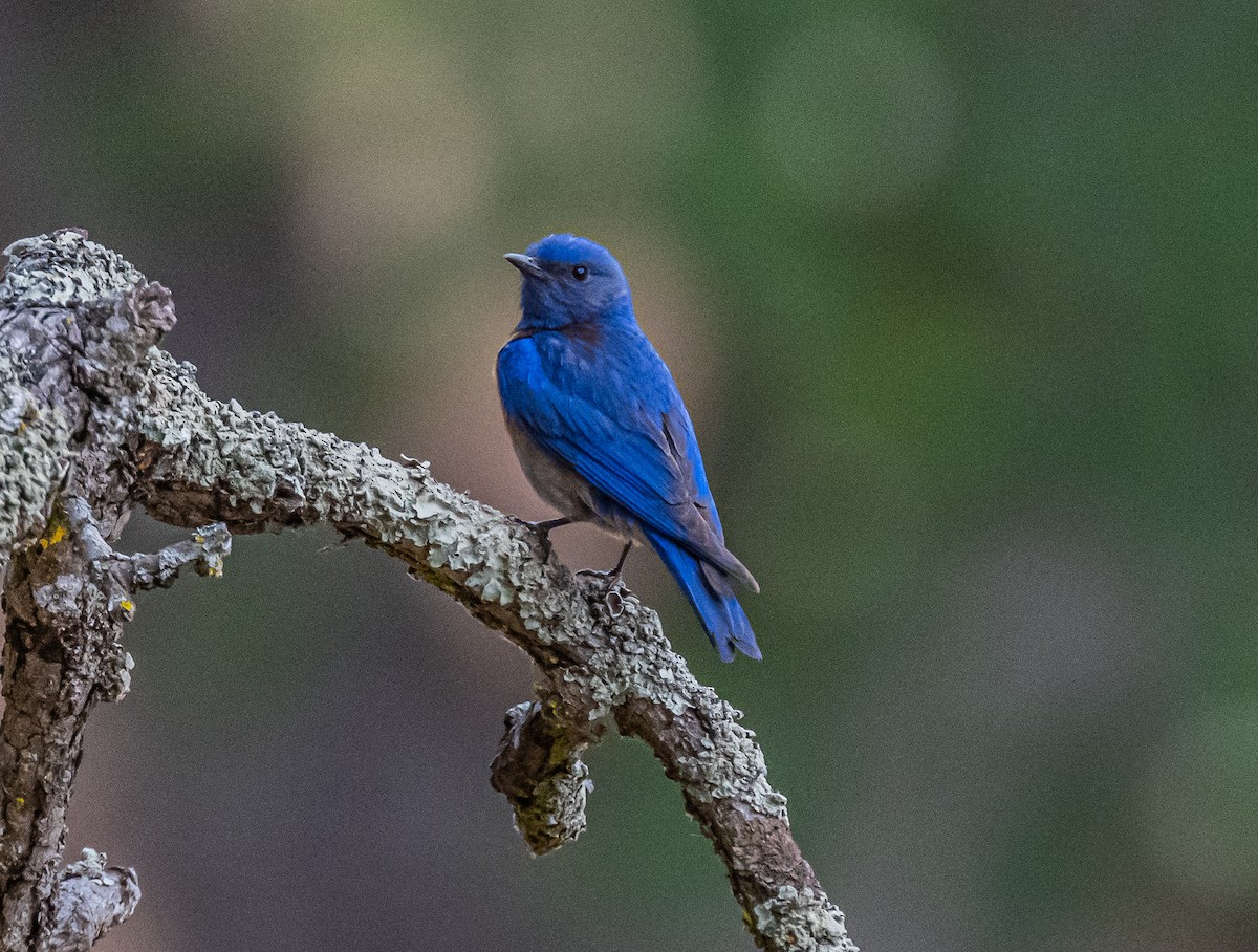 Western Bluebird - ML658529827