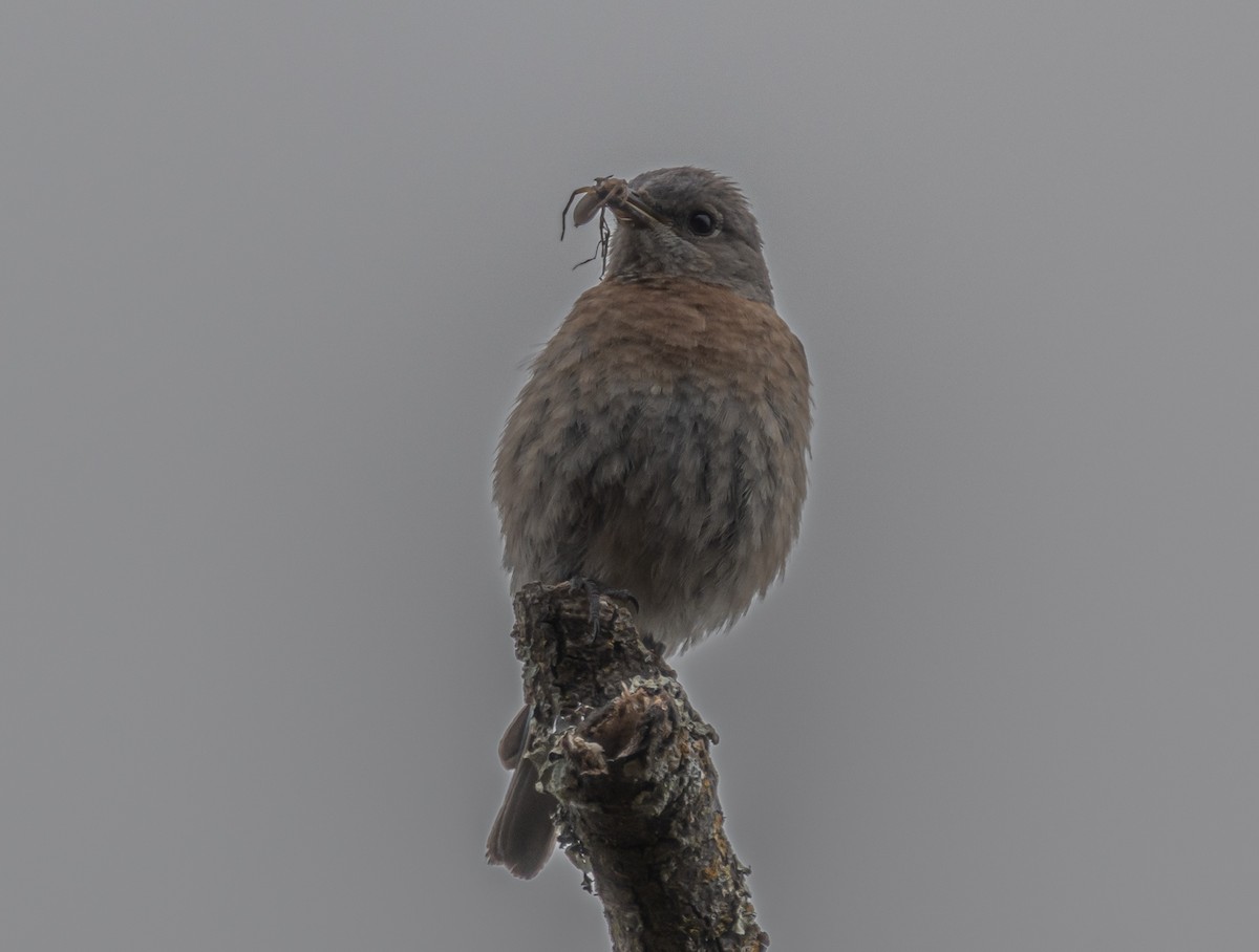 Western Bluebird - ML658529828