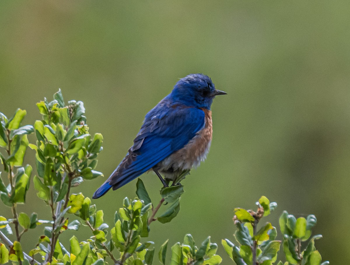 Western Bluebird - ML658529829