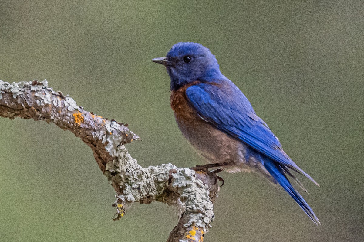 Western Bluebird - ML658529831