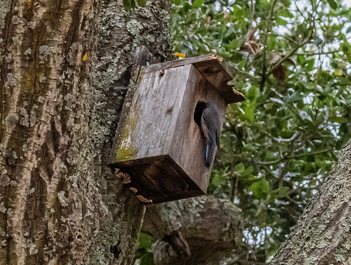 Western Bluebird - ML658529834