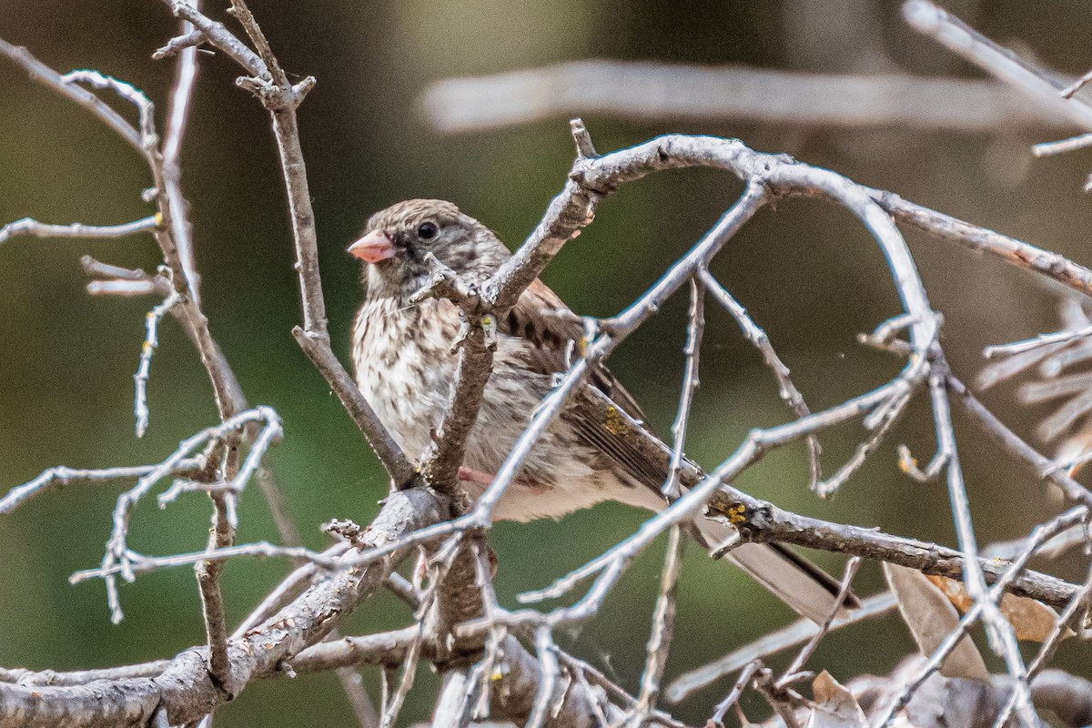 House Finch - ML658529892