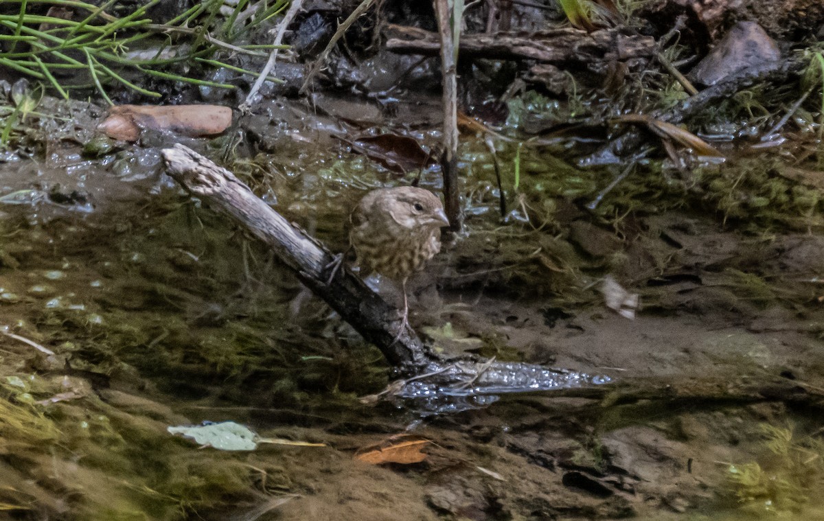 House Finch - ML658529893