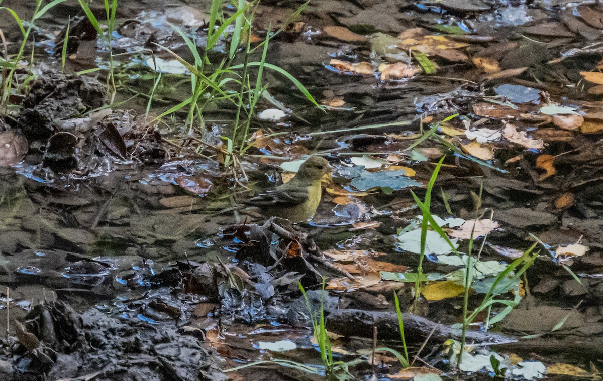 Lesser Goldfinch - ML658529952
