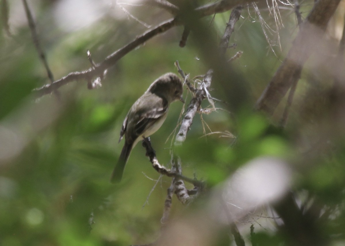 tanımsız Empidonax sp. - ML658529978