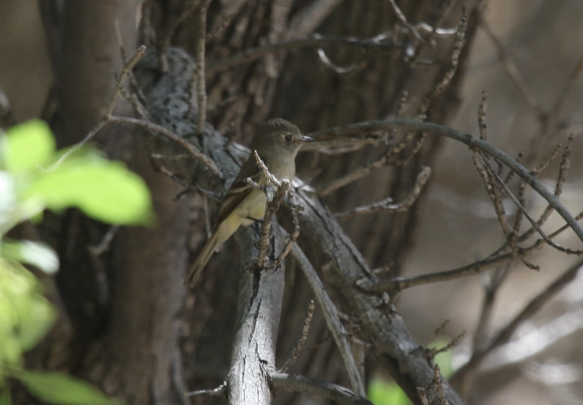 tanımsız Empidonax sp. - ML658529979