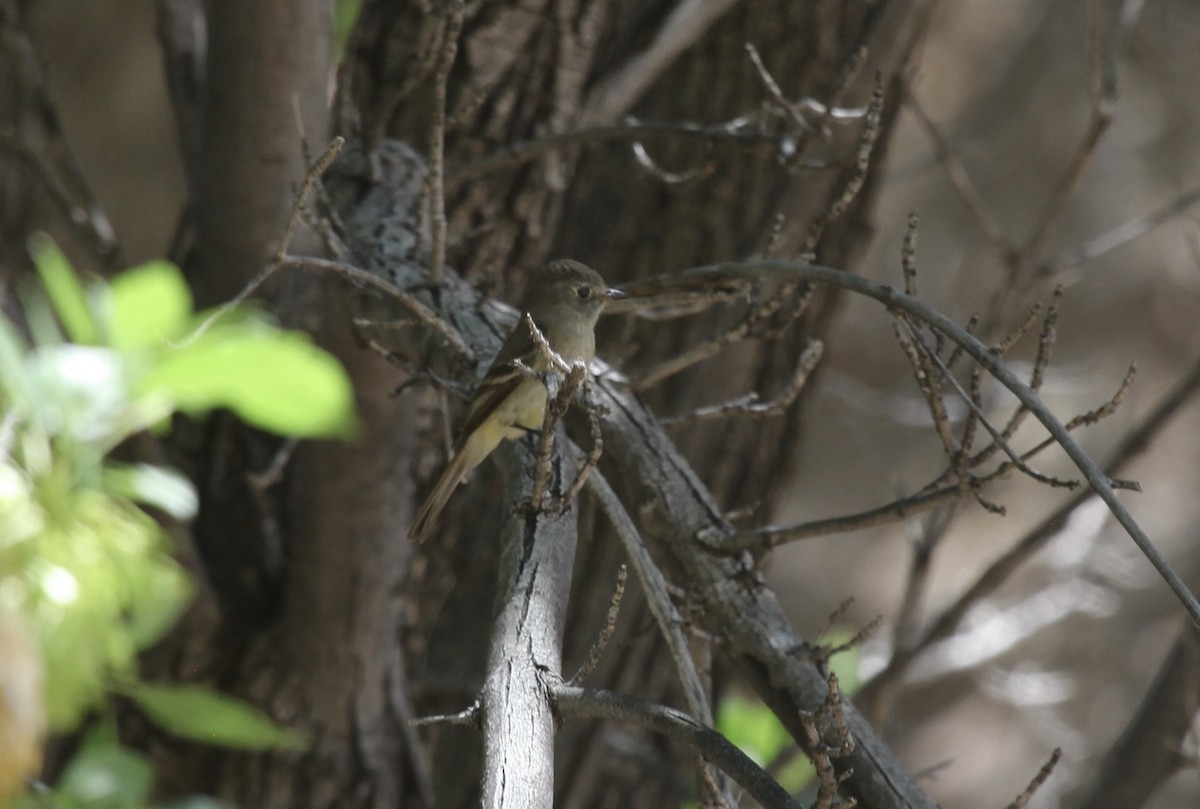 tanımsız Empidonax sp. - ML658529980