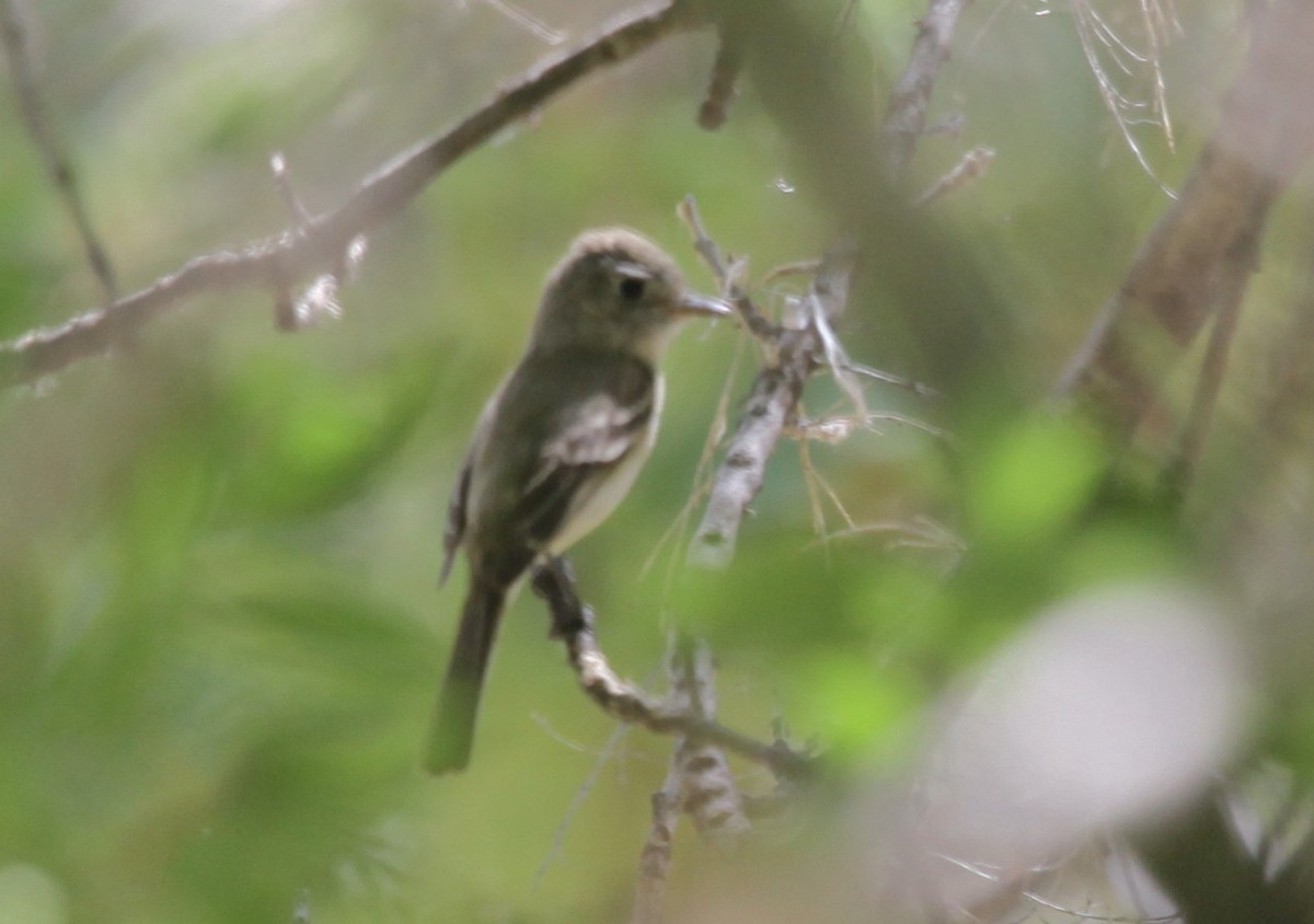 tanımsız Empidonax sp. - ML658529981