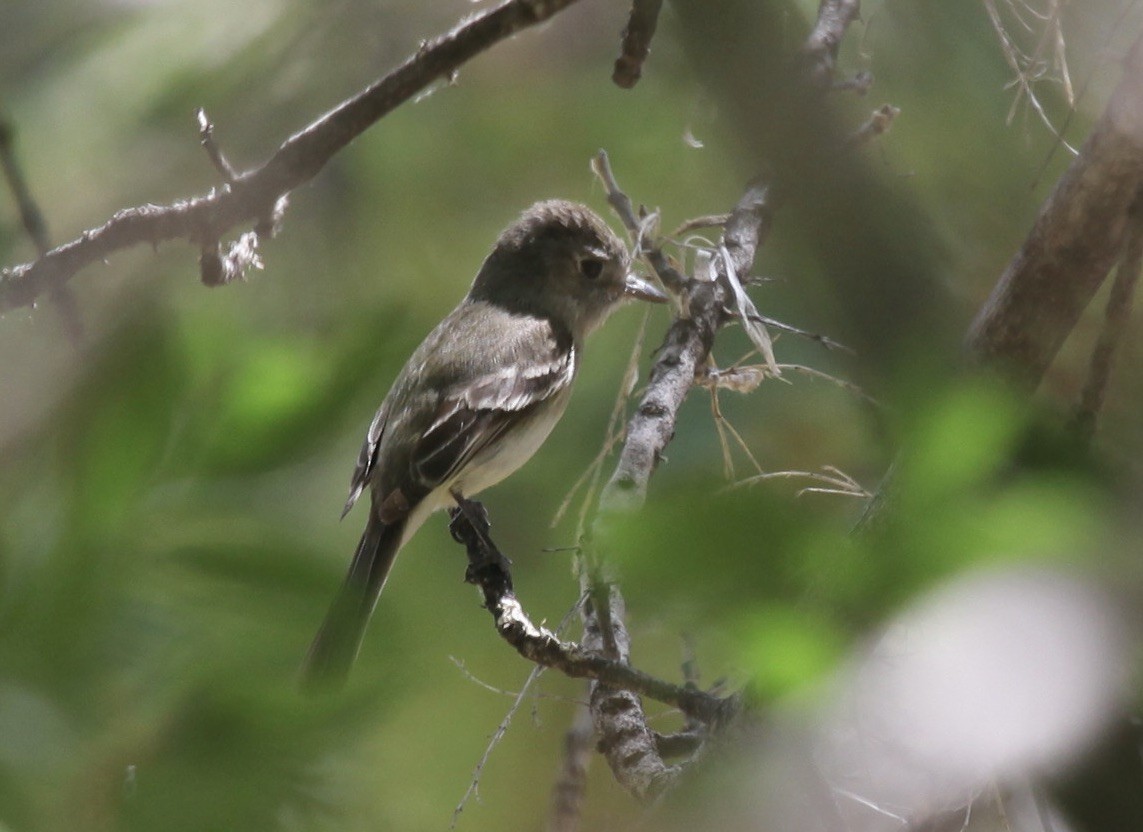 tanımsız Empidonax sp. - ML658529982