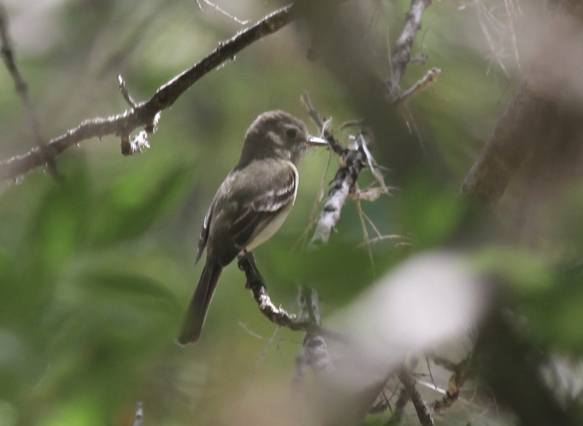 tanımsız Empidonax sp. - ML658529983