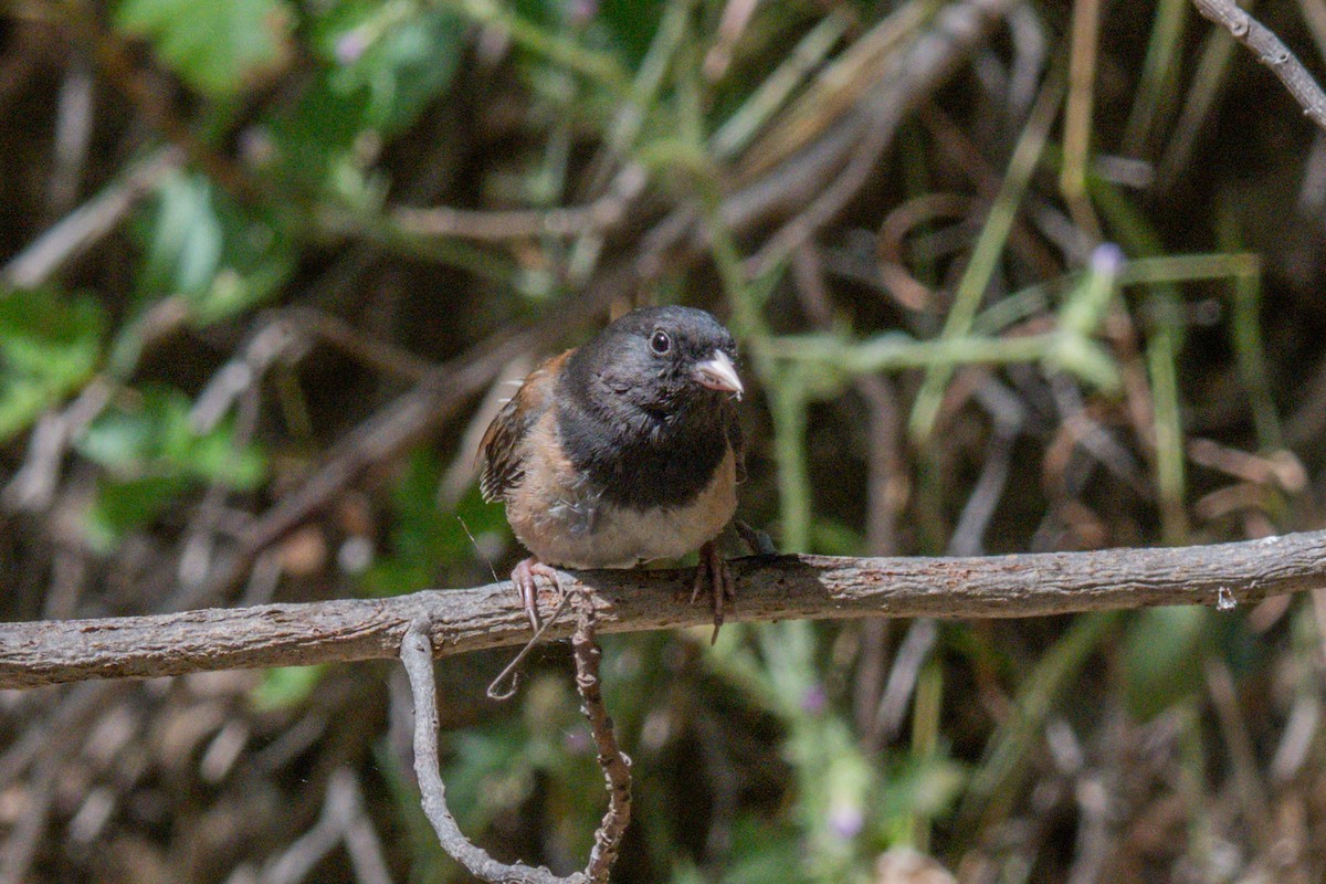 Dark-eyed Junco - ML658530001