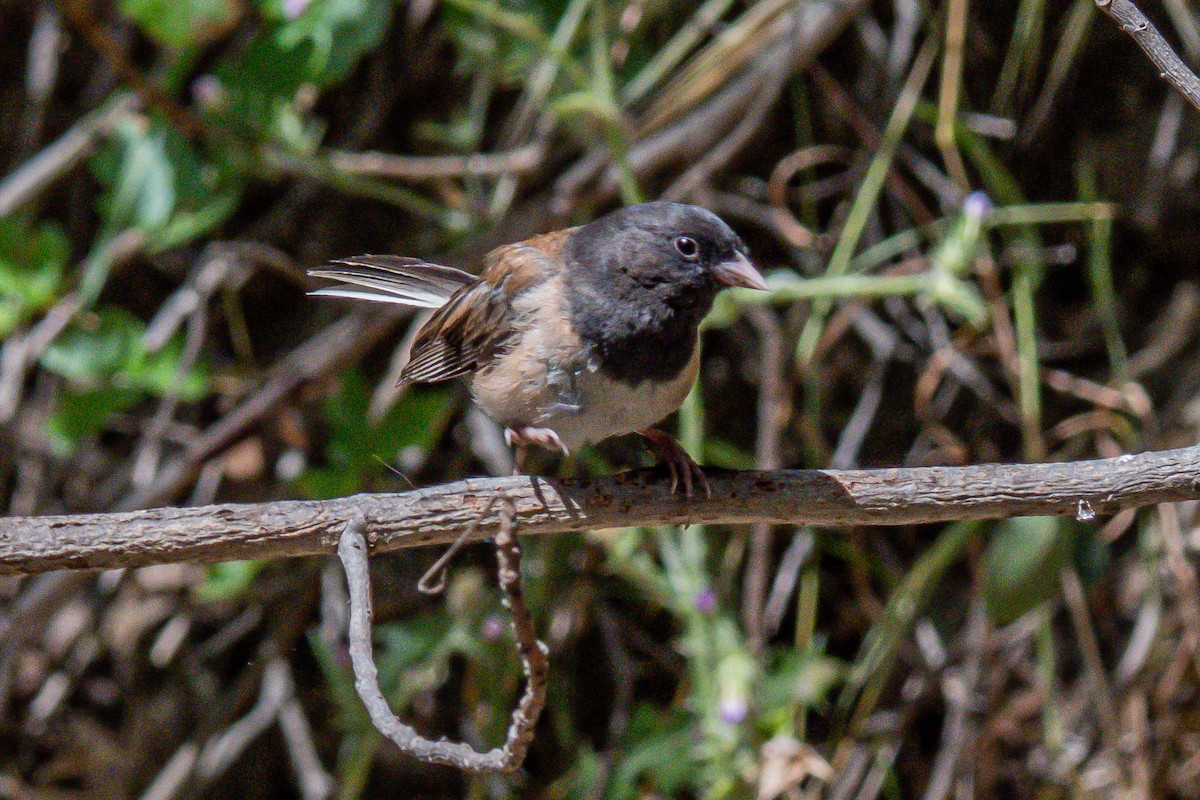 Dark-eyed Junco - ML658530002