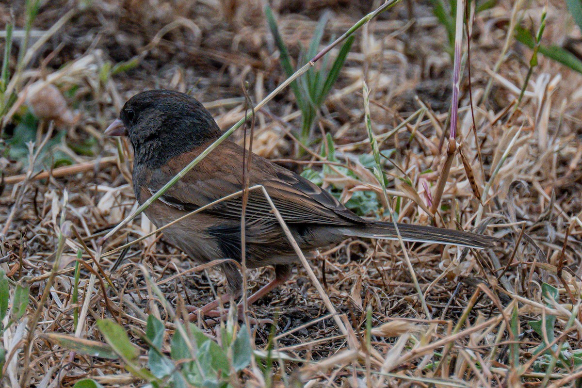 Dark-eyed Junco - ML658530003