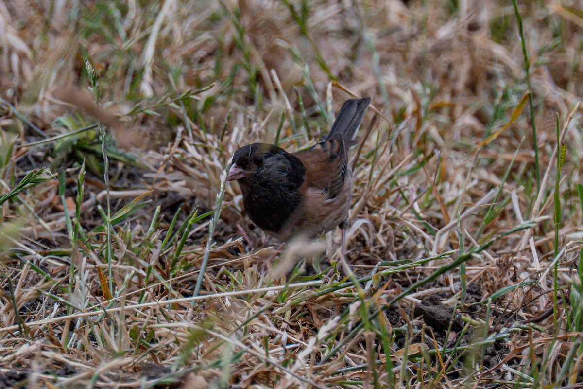 Dark-eyed Junco - ML658530004