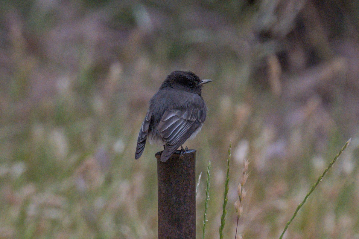 Black Phoebe - ML658530043