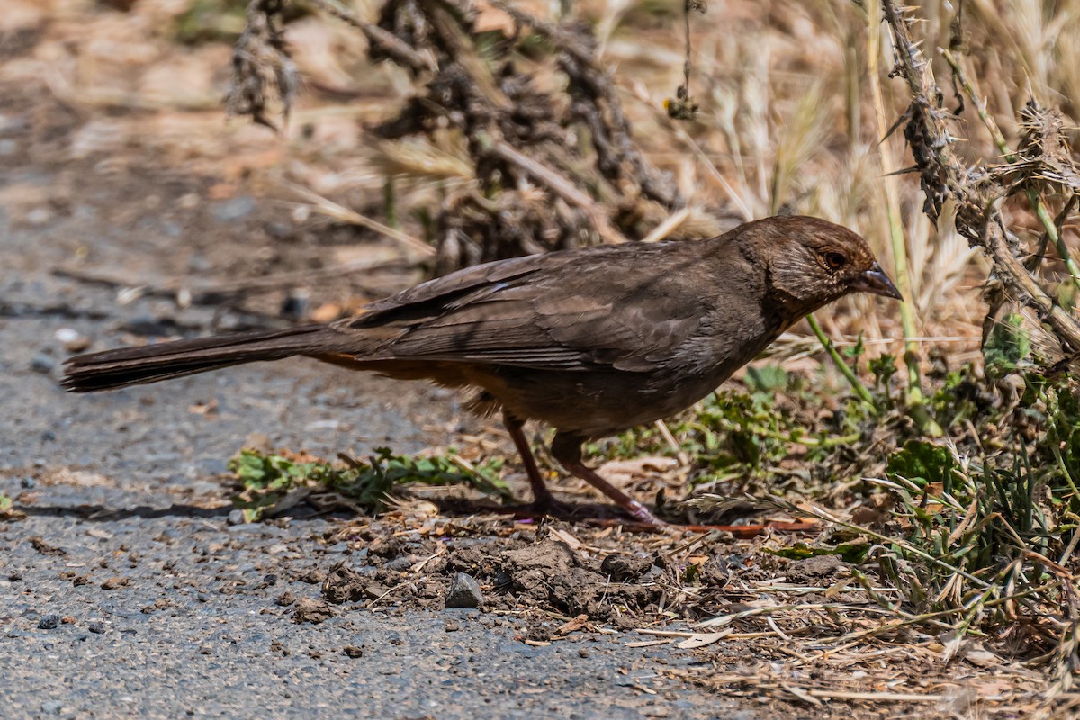 California Towhee - ML658530120