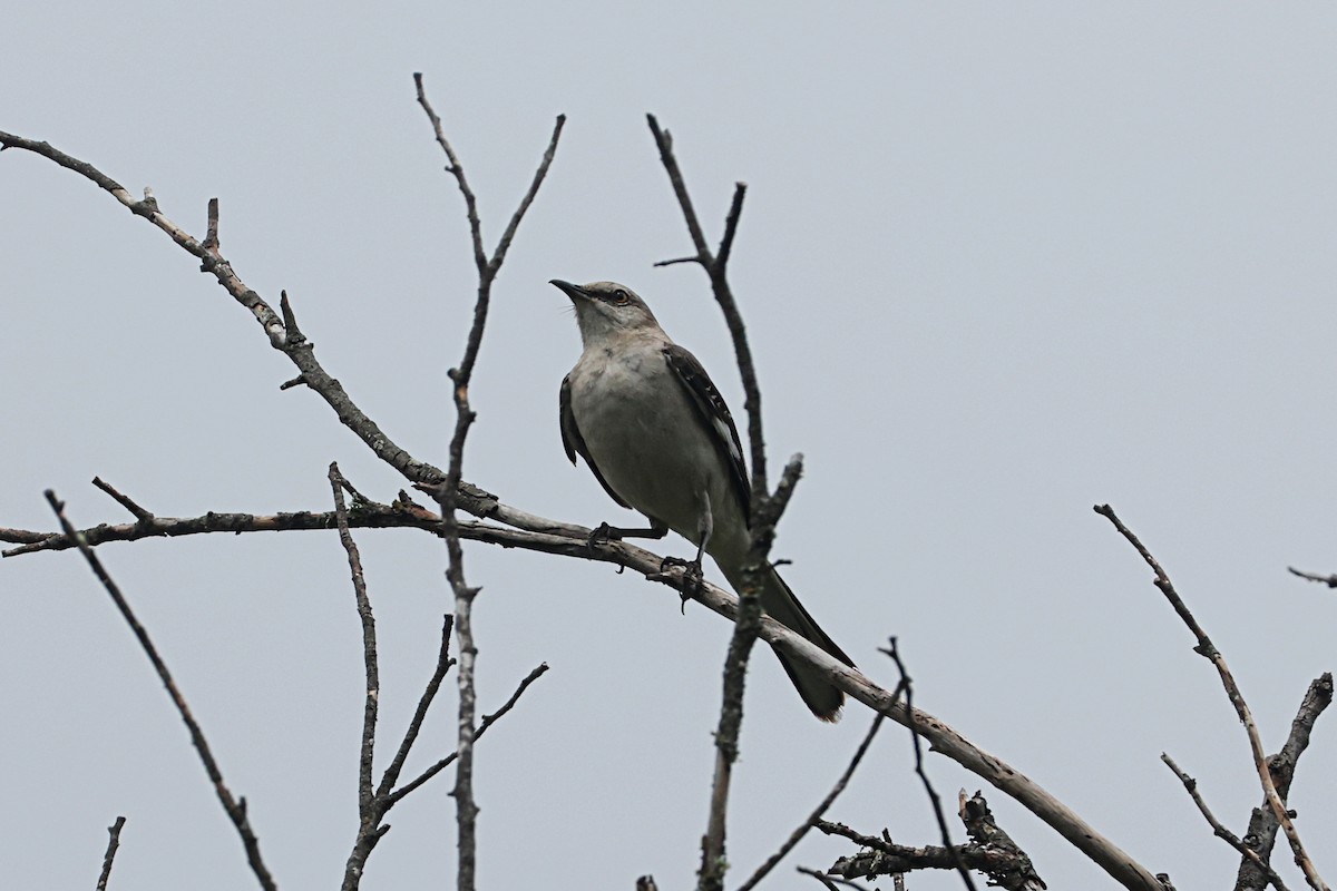 drozdec mnohohlasý - ML658530216